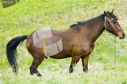 Image of Horse