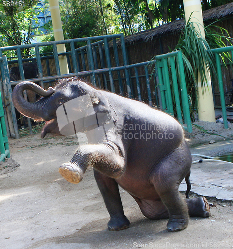 Image of Elephant