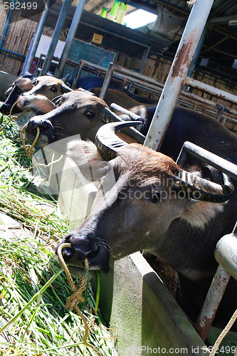 Image of Cows