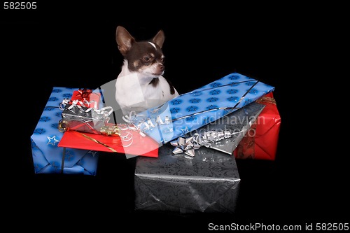 Image of chihuahua and presents
