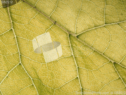 Image of leaf texture