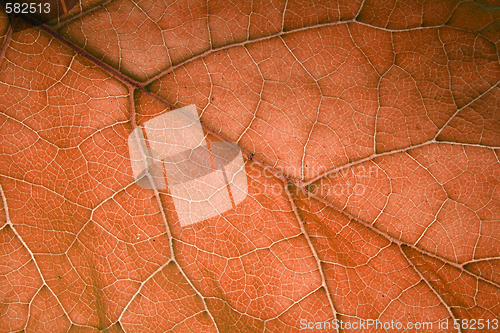 Image of leaf texture