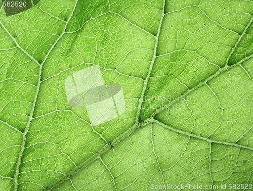 Image of leaf texture