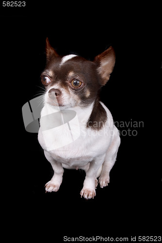 Image of chihuahua