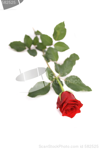 Image of rose