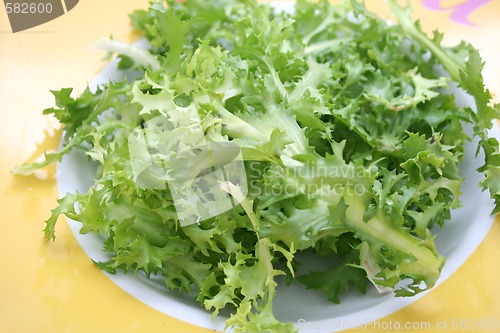 Image of fresh frisee