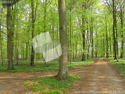 Image of Beech forest