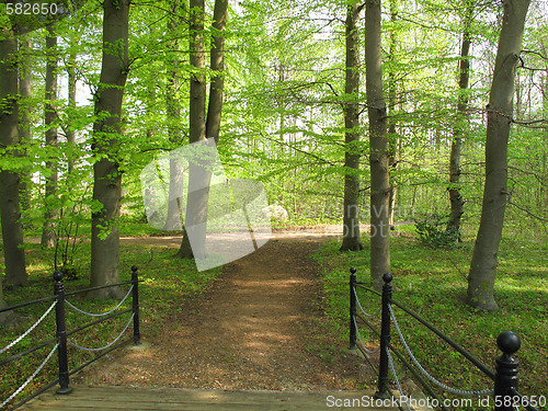 Image of Danish Beech forest