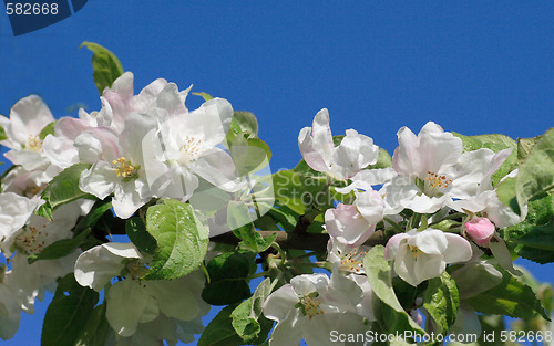 Image of Apple blossom