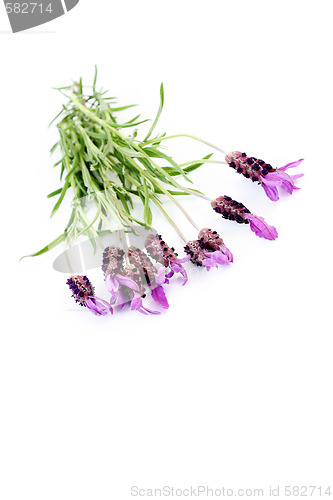 Image of lavender papillon