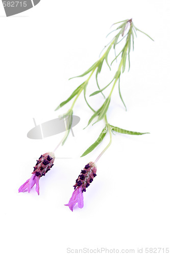 Image of lavender papillon