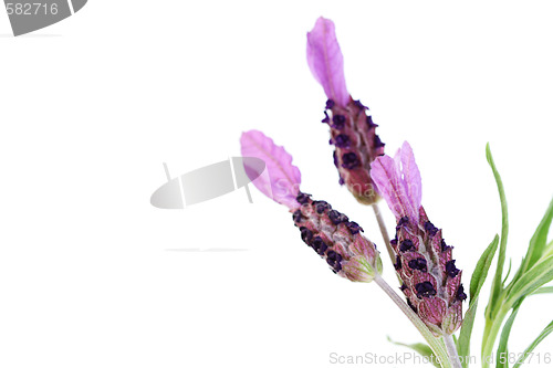 Image of lavender papillon