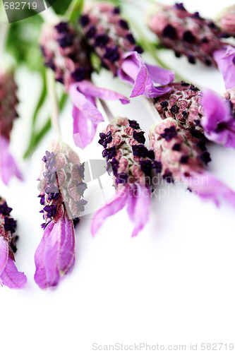 Image of lavender papillon