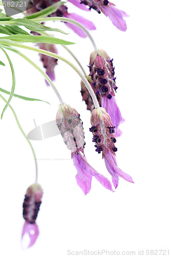 Image of lavender papillon