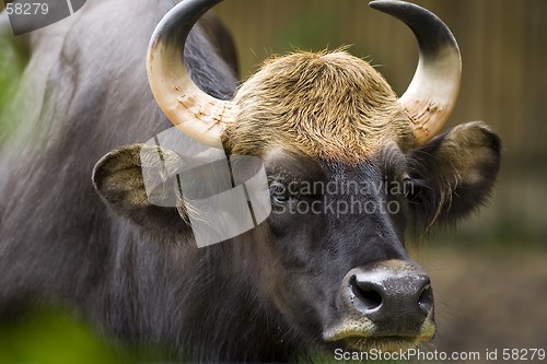 Image of Bull