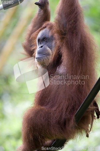 Image of Orang Utan