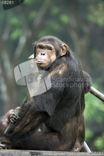 Image of Monkey