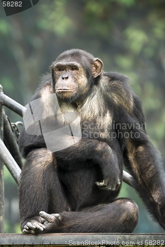 Image of Monkey