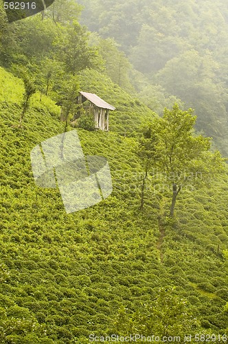 Image of Tea Plants