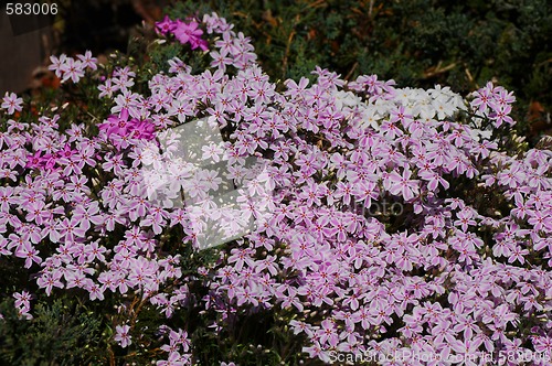 Image of Creeping Phlox