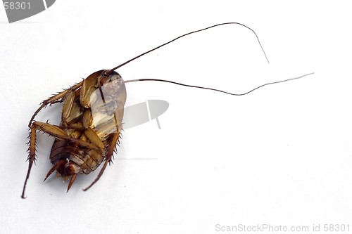 Image of Dead Cockroach