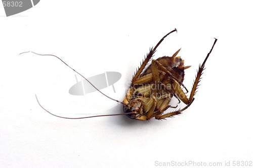 Image of Dead cockroach