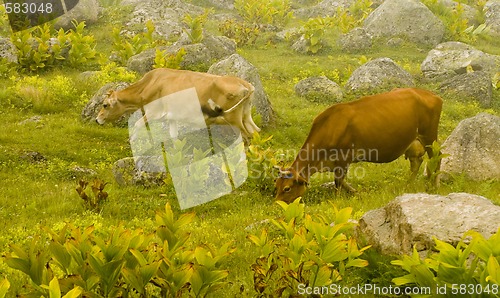 Image of Cows