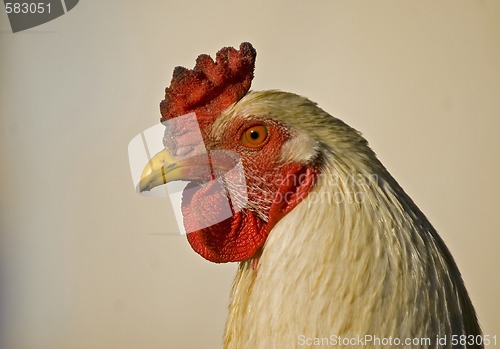 Image of Rooster