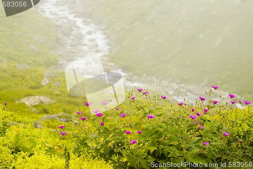 Image of Flowers