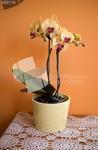 Image of orchid