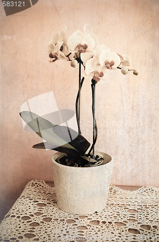 Image of orchid