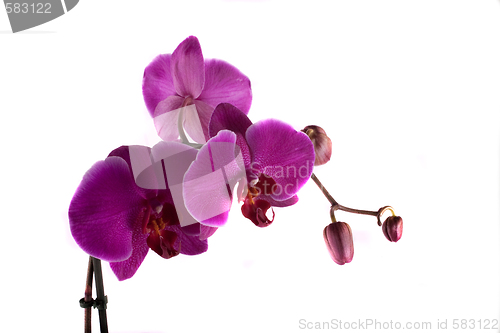 Image of orchid