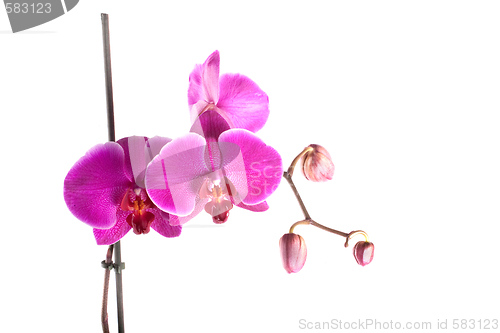 Image of orchid