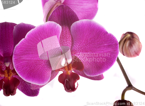 Image of orchid