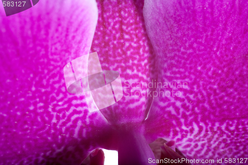 Image of orchid