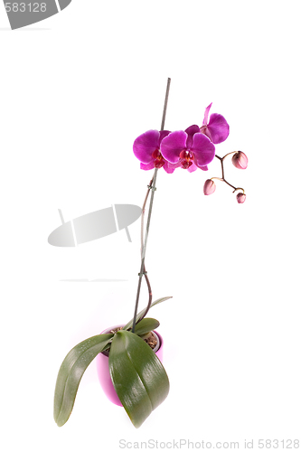 Image of orchid