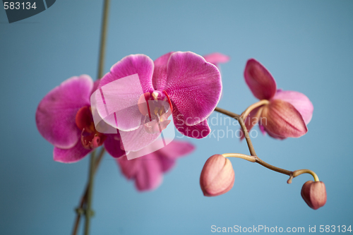 Image of orchid