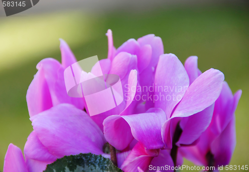 Image of Cyclamens background