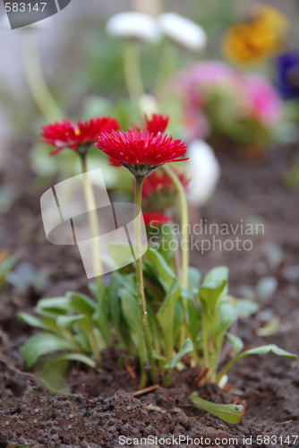 Image of Red spring flowers