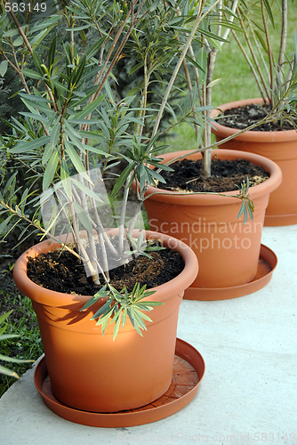 Image of Plant pots in yard