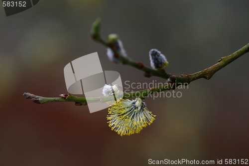 Image of Male catkins