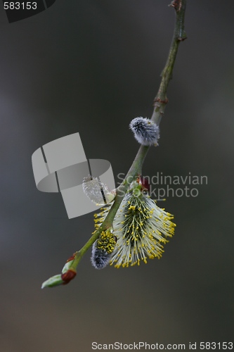 Image of Male catkins
