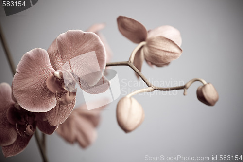 Image of orchid