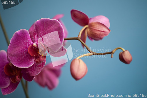 Image of orchid