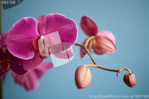 Image of orchid