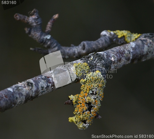 Image of Branch with lichen