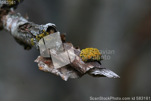 Image of Tree with lichen