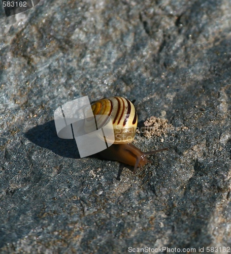 Image of Snail