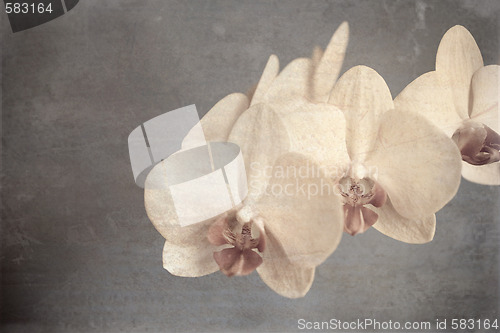 Image of orchid