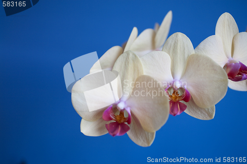 Image of orchid